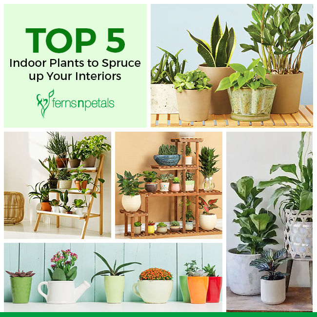 Top 5 Indoor Plants To Spruce Up Your Interiors